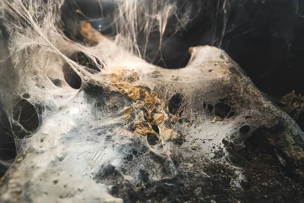 Örümceklerin Yaşadığı Bir Mağara Örümcek Ağı Böcek Yakalamak Için Iyi Stok Resim