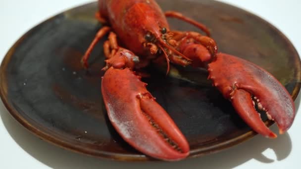 Lobster Merah Piring Studio Menembak Konsep Makanan Laut Rekaman Berkualitas — Stok Video