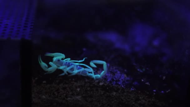 Ein Skorpion Dunkeln Beleuchtet Von Fluoreszierendem Licht Videoaufzeichnung Zeitlupe Hochwertiges — Stockvideo