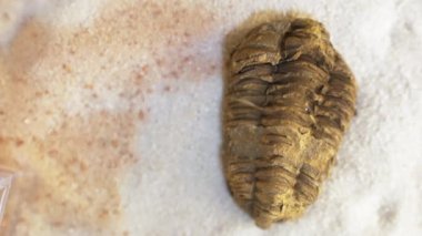 Nadir bulunan bir fosil örneği. Halk için sergi. Korunmuş bir örnek. Yavaş çekim videosu. Yüksek kalite 4k görüntü