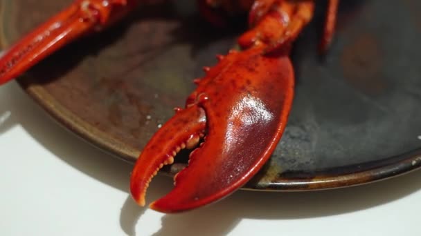 Detailní Záběr Vařeného Humra Mořské Kuchyně Vysoce Kvalitní Záběry — Stock video