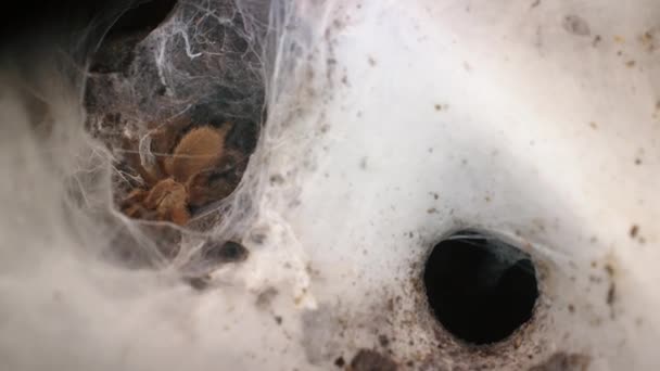 Zpomalené Video Pavouka Skrývajícího Svém Úkrytu Vytvořené Pavučiny Děsivý Exotický — Stock video