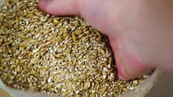 近距离观察一只手拿着麦芽 在家酿造啤酒 高质量的4K镜头 — 图库视频影像