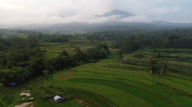 Tayland 'daki güzel pirinç tarlası manzarası