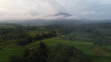 pirinç tarlaları, bali, Endonezya dağları