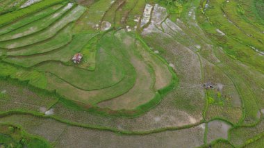 pirinç tarlaları pirinç tarlaları, bali, Endonezya.