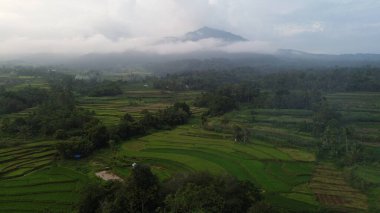 Sabah pirinç tarlalarının havadan görünüşü