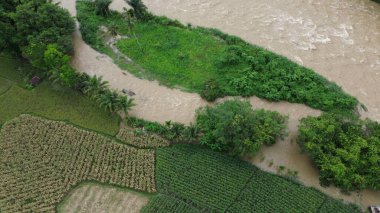 Sabahları pirinç tarlalarının güzel manzarası