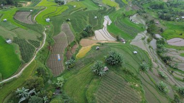 Bali, Bali, Endonezya köyündeki pirinç tarlaları manzaralı.