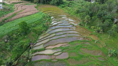 Dağlarda pirinç tarlası