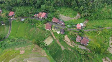 Kedah, Malezya 'nın Paddy Pirinç Tarlaları