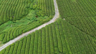 Çay çiftliğinin insansız hava aracı görüntüsü.