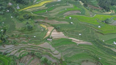 Endonezya 'nın Bali vadisinin kırsal kesiminde pirinç tarlalarının ve pirinç tarlalarının hava manzarası. Bali pirinç tarlalarında pirinç terasları