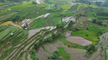 Vietnam 'daki pirinç tarlalarının havadan görünüşü