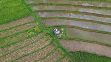 Dağlarda pirinç tarlası