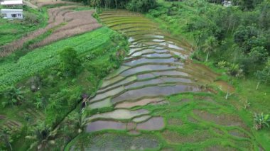 Pirinç teraslarının havadan çekilmiş fotoğrafı.