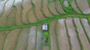 Pirinç tarlalarının havadan görünüşü