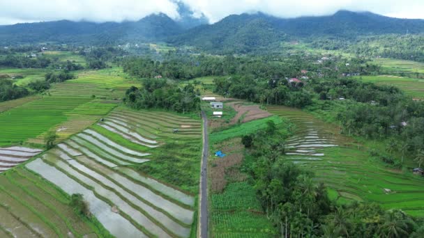Rijst Velden Bali Indonesië — Stockvideo