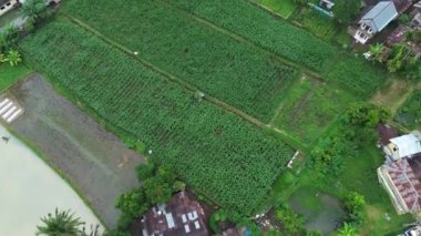 Bali 'deki pirinç tarlalarının havadan görünüşü