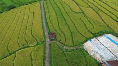 Sabahları pirinç tarlalarının havadan görünüşü. bali