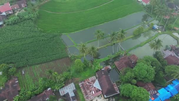 Vue Aérienne Rizière Bali Indonesia — Video