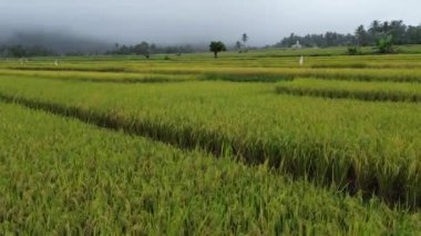 pirinç tarlası, yeşil çimen ve ağaçlar, bitki ve doğa