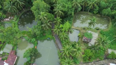 Sarawak Adası, Borneo