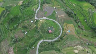 Filipinler 'de pirinç tarlası ve pirinç