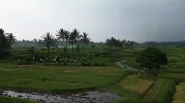 Bali 'deki pirinç tarlası