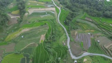 pirinç tarlası, pirinç tarlası, bali Endonezya
