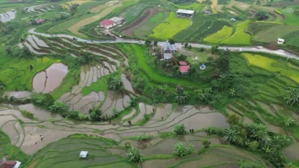 Rizières Rizières Terrasses Dans Nord Vietnam — Video