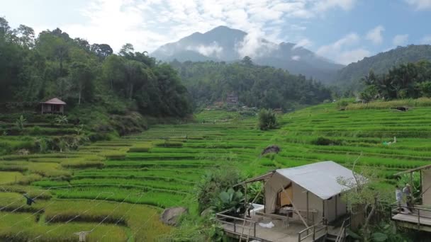 Rijst Terras Bali Indonesië — Stockvideo