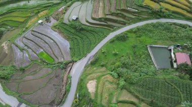 Filipinlerdeki pirinç tarlaları