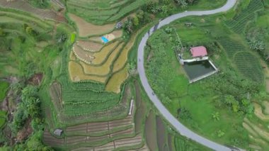 Bali 'deki pirinç tarlalarının havadan görünüşü