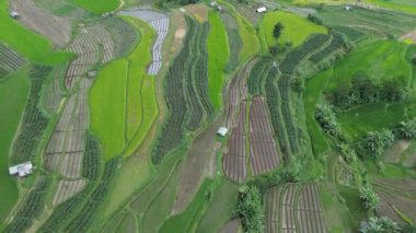 pirinç tarlaları Bali, Endonezya.