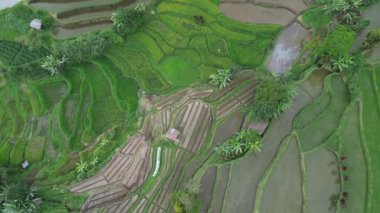 alanlar, bali, Endonezya pirinç