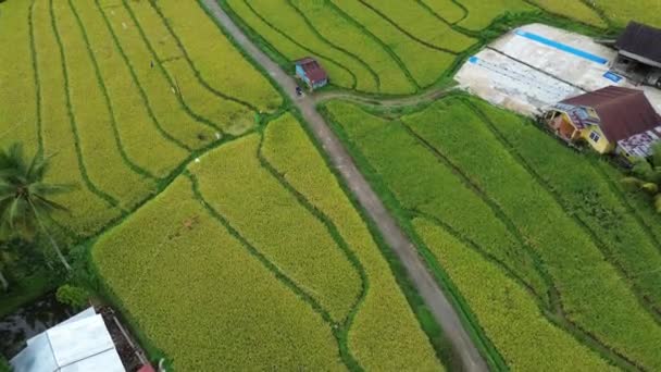 Green Rice Field Bali Indonesië — Stockvideo