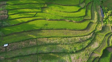 Sabah yeşil pirinç tarlaları