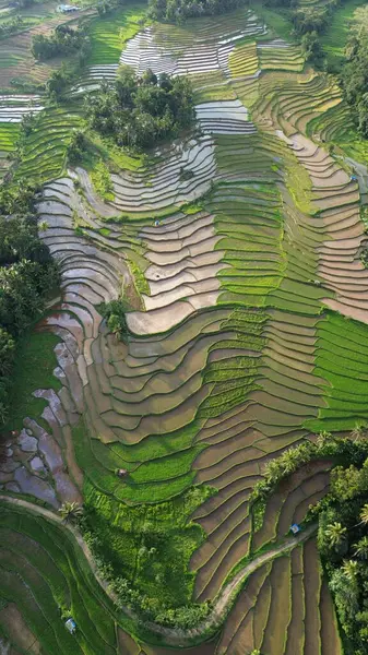 Tayland dağlarında pirinç terasları