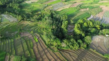 Gün batımında pirinç tarlaları, Vietnam