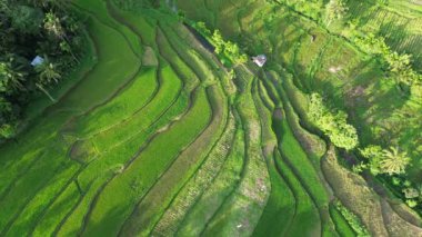 Bali adasında pirinç terasları