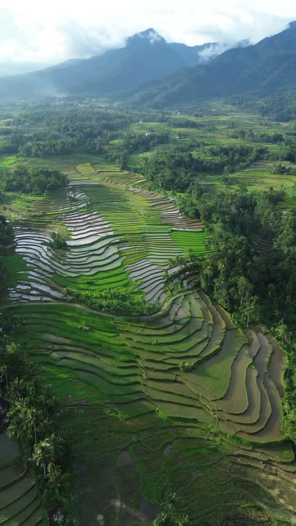 Rijst Veld Filipijnen — Stockvideo