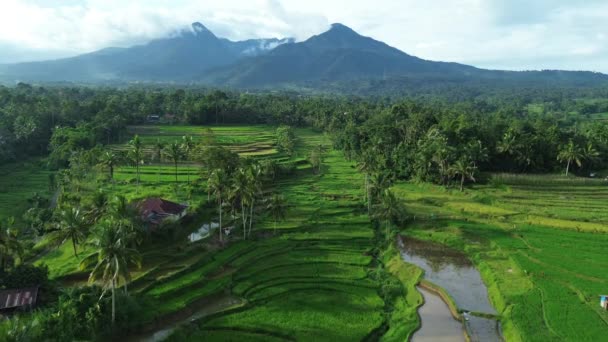 Belle Vue Sur Les Rizières Indonesia — Video