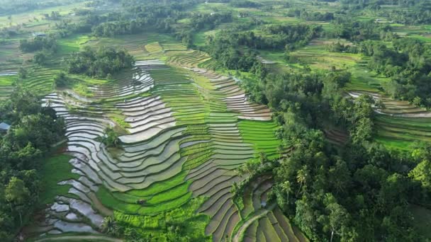 在菲律宾的稻田 — 图库视频影像