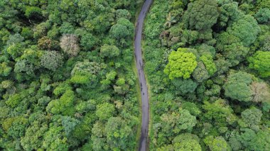 Orman yolu havadan görünümü