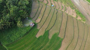Pirinç tarlalarının hava manzarası, bali Endonezya
