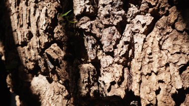 ağaç kabuğu dokusu, doğal arkaplan