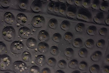 la geria, lanzarote, Kanarya Adaları, İspanya tipik bağ