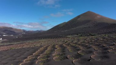 la geria, lanzarote, Kanarya Adaları, İspanya tipik bağ
