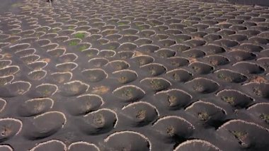 la geria, lanzarote, Kanarya Adaları, İspanya tipik bağ